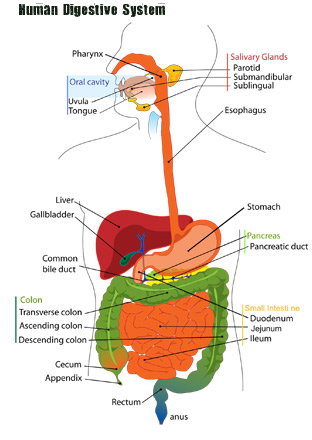 Digestive System Flow Chart Worksheet