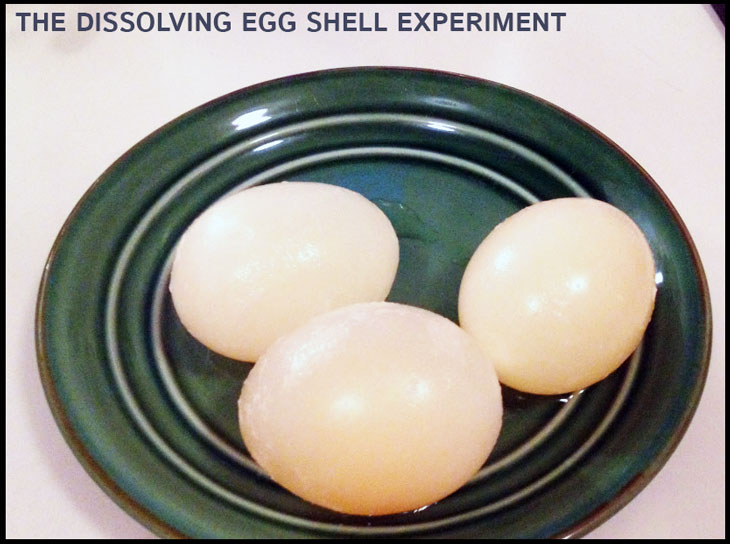 Osmosis Experiment Dissolve and Egg Shell