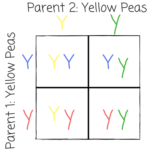 Human Mendelian Traits Worksheet Answers - Worksheet List