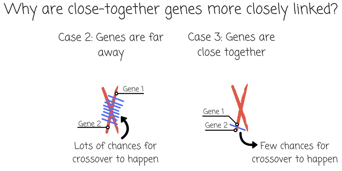 Chromosome Untamed Science